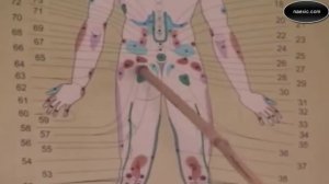 А. Огулов - Представительные зоны органов малого таза