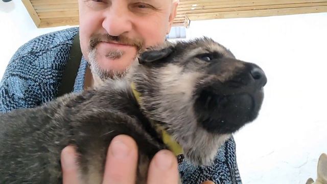 Мы предлагаем своих Щенков.♥ смотреть онлайн