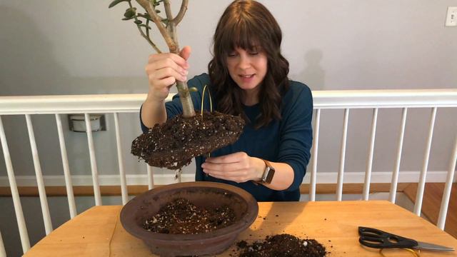 "Bonsai" Jade Repotting and Wiring - ASMR tapping, rambling смотреть онлайн