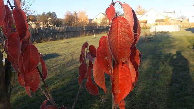 Декоративная Черешня Ленинградская Черная осенью смотреть онлайн