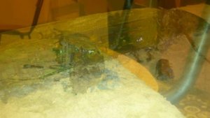 Британик на дне