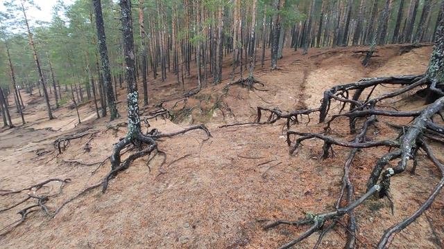 Озеро Пенное, Семиозерье, Карельский перешеек.