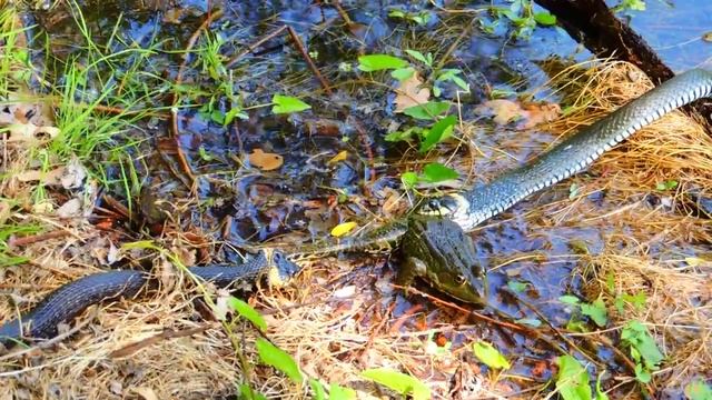 ЗМЕИ. ДВА УЖА ЕДЯТ ОДНУ ЛЯГУШКУ!!!!!! смотреть онлайн