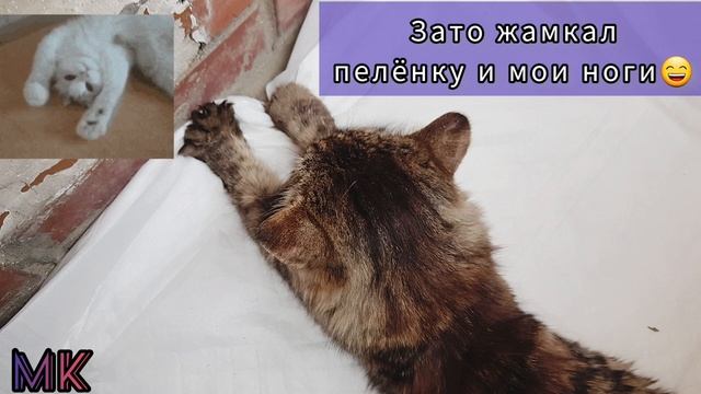 Дневники Принца. Мои первые дни в заботливых руках.