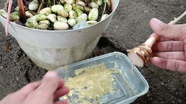 Growing Alocasia Amazonica in Water - Alocasia Propagation смотреть онлайн