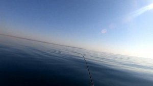 Ловим горбыля и ласкиря на черном море 2021