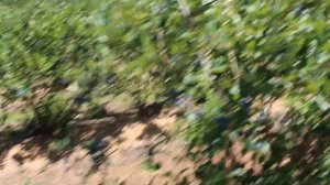 Голубика в Америке