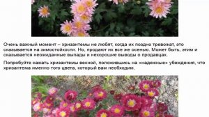 Корейская хризантема отлично выращивается даже в средней полосе нашей страны