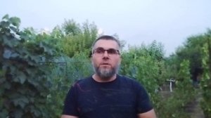 Топ 5 самых вкусных сортов ежевики на моем участке