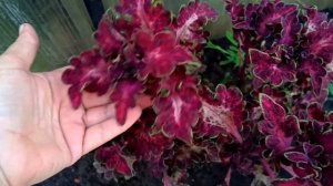 Обзор колеусов - 3 часть.  Красота !