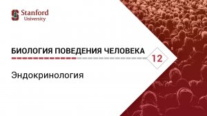 Биология поведения человека_ Лекция #12. Эндокринология [Роберт Сапольски, 2010]