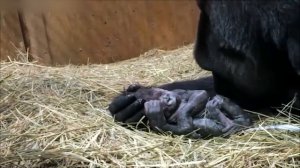 Pregnant Gorilla Gives Birth! | Amazing Animal Babies | Nature Bites