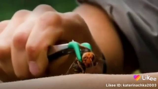 КОРОЧЕ ГОВОРЯ ПЧЕЛА смотреть онлайн