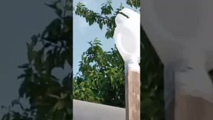 Приспособление для сбора черешни,яблок и груш с  высоких фруктовых деревьев.
