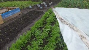 Секреты успешного выращивания моркови.