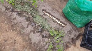 Куда пропала? Обзавелась теплицей. Хвастаюсь.. ? Показываю, как обустроена теплица и что там растет