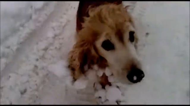 Смешная собачка)))))) смотреть онлайн