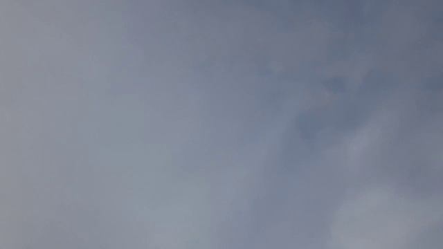 Наша лебедь Донна Роза, Питомник Роз Полины Козловой rozarium.biz