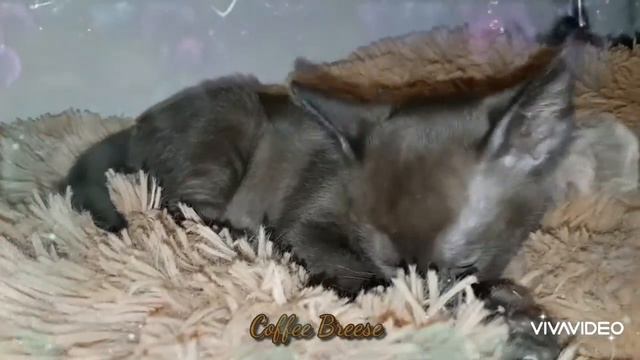 Питомник Бурманских кошек Coffee Breese смотреть онлайн