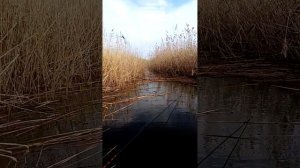 Рыбалка. Горький лиман.