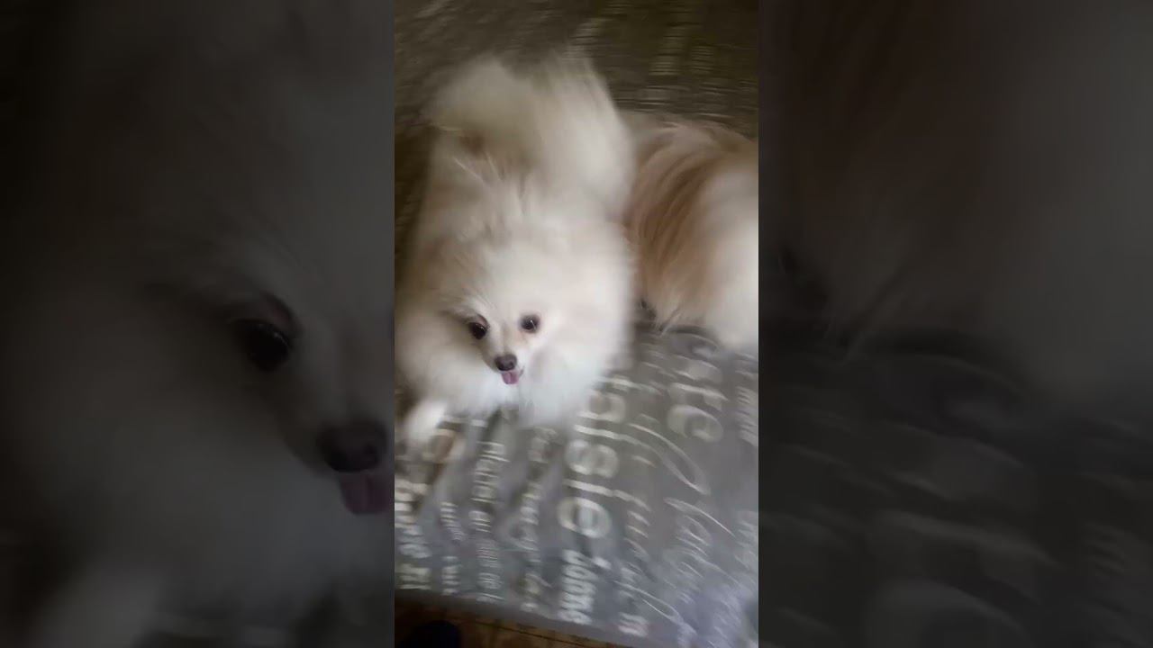 СИЛЬНО РУГАЮ ШПИЦОВ #shortsyoutube #dog #top #собака #iшпиц #приколыссобаками
