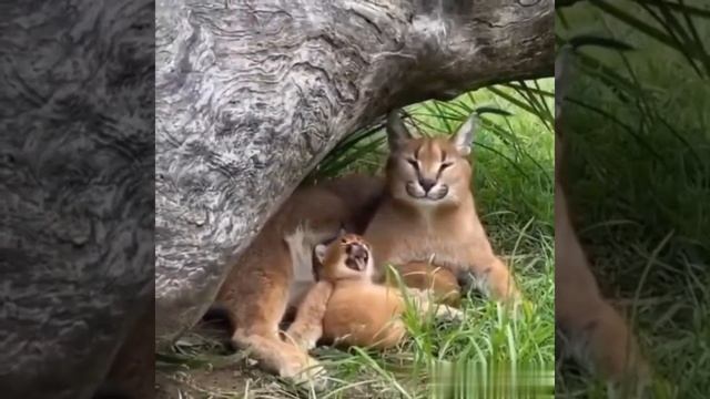 КараКАЛ С деТëНышем?CARACAL WITH A BABY? смотреть онлайн