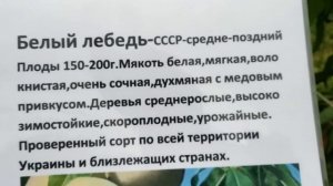персик Белый Лебедева