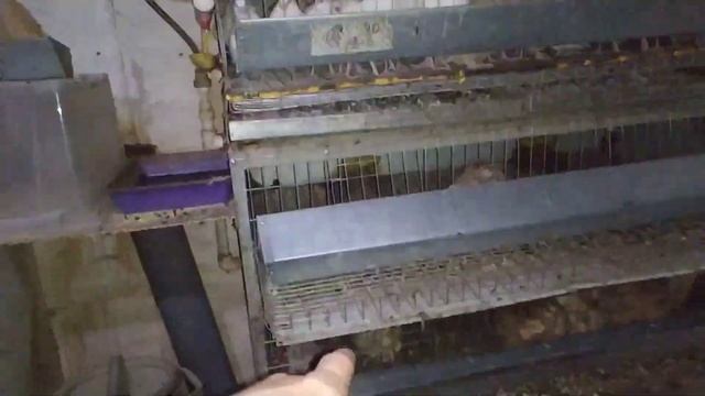 Грандиозный забой перепелов смотреть онлайн