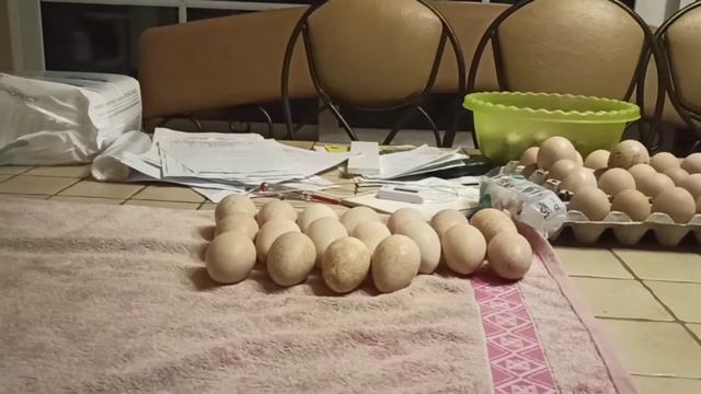 Вылупляются утята и индюшата 🥰. Готовлюсь к очередной инкубации😅 смотреть онлайн
