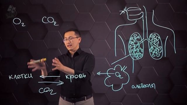 Газообмен. 8 класс. смотреть онлайн