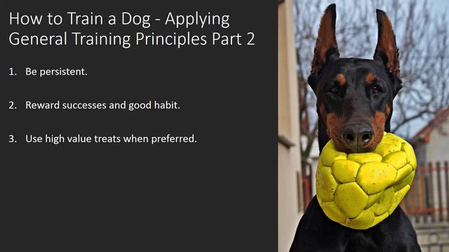 Dog Training: How to Train a Dog - Applying General Training Principles Part 2 смотреть онлайн