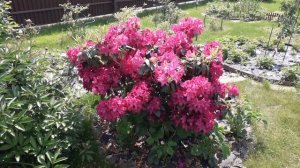 Рододендрон-вечнозеленый кустарник