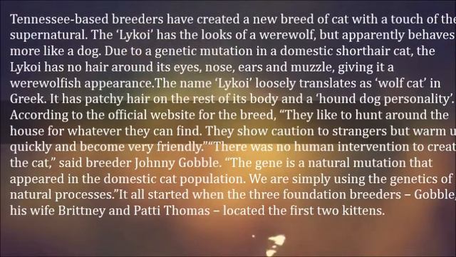 Cat Breeders Discover New Breed of Felines That Look Like Werewolves смотреть онлайн