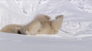Polar Bear - Полярный медведь