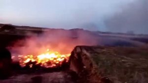 сжигание свиней в селе Кривое озеро