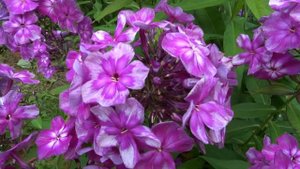 Флокс метельчатый Конёк-Горбунок. Автор: Сурикова В.Я., Константинова Н.Ю. Год: 2006.