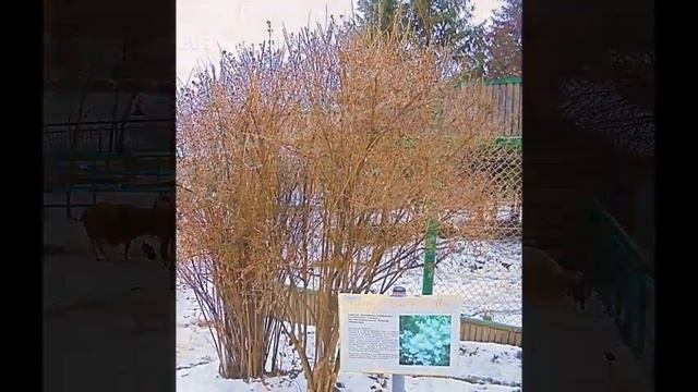 Зимний Зоопарк г Пенза смотреть онлайн