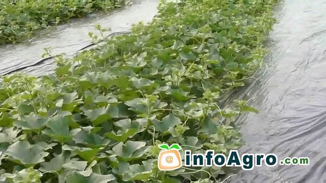 Выращивание дыни. 2/2 смотреть онлайн