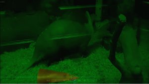 МОСКОВСКИЙ ЗООПАРК - ТРУБКОЗУБ