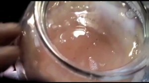 Чайный гриб КОМБУЧА