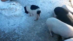 ✔Вислобрюхие свиньи. Секреты выращивания #4. Выбор поросят. #лпх #вислобрюхие.