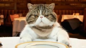 Приколы с котами + озвучка. Коты и магия