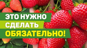 Уход за клубникой после сбора урожая. Очень важные операции