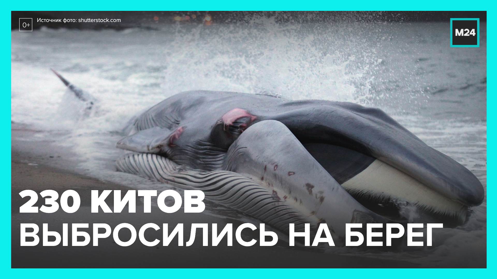 Порядка 230 китов выбросились на побережье штата Тасмания - Москва 24