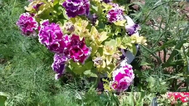 Немного о цветах. 55 кашпо. Ожидание и реальность смотреть онлайн