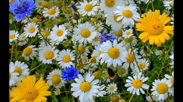 красотка .Лепс Натали смотреть онлайн