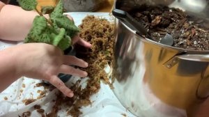 Transferring My Macodes Petola Jewel Orchid⚡️From Terrarium To Soil ?#Macodespetola