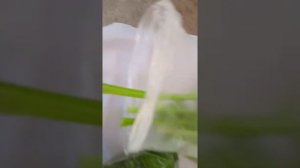 Заготовка сельдерея на зиму