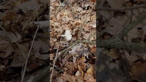 Говорушка дымчатая (Серая). Условно-съедобный гриб.