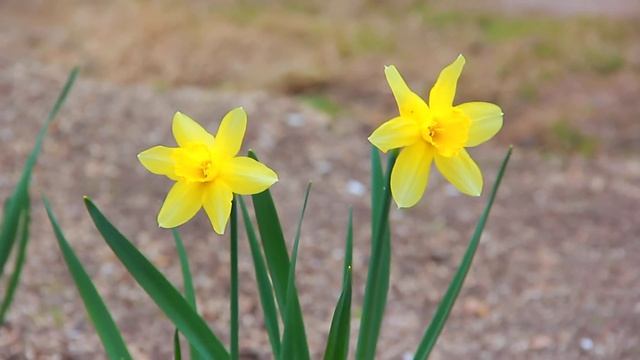 Canon EOS 60D смотреть онлайн